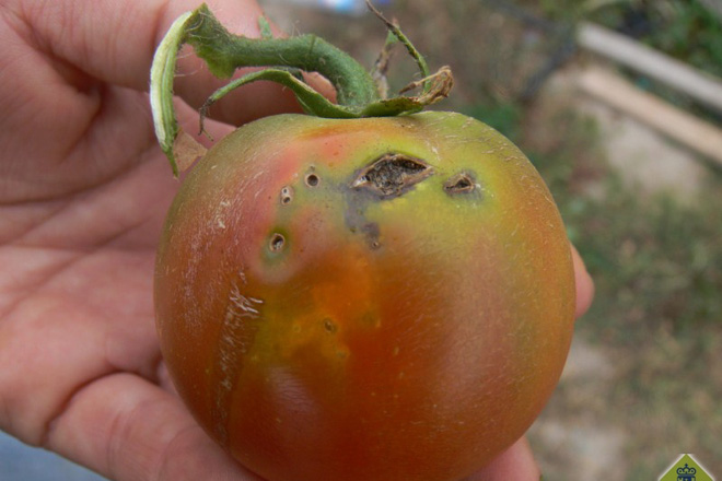 اعلام شرایط اضطراری در نیجریه به علت آفت مینوز برگ گوجه فرنگی