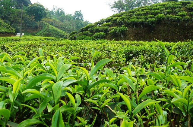 برداشت نخستین برگ سبز ارگانیک چای از ابتدای اردیبهشت‌ماه
