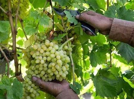 ممنوعیت استفاده از آفت کش های کلرپیریفوس و تیودیکارب در باغات انگور
