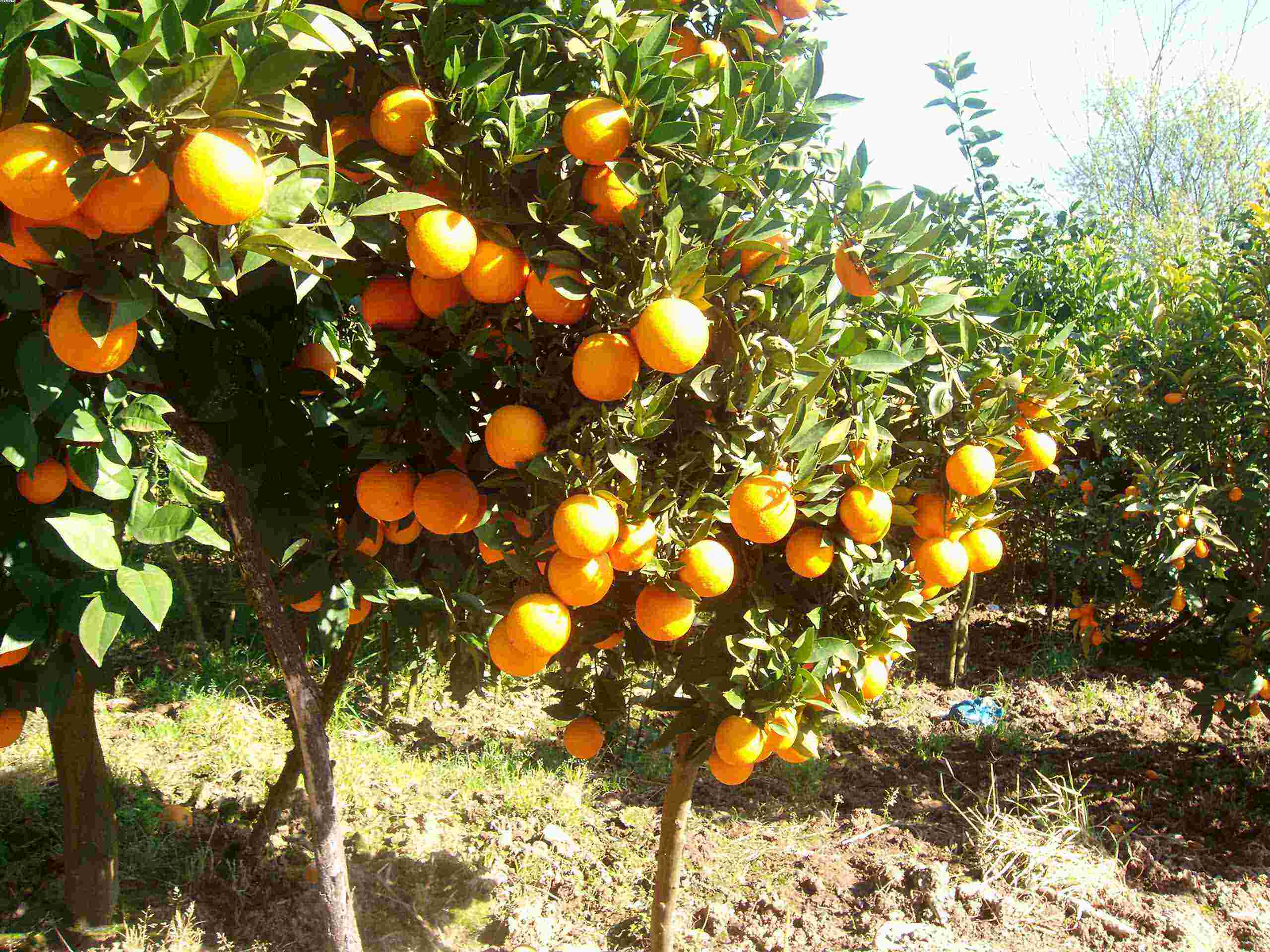 مشاهده بلاست مرکبات در مازندران: باغداران هر چه زودتر برای برداشت میوه دست به کار شوند