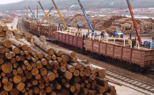 خطر ورود آفات کشاورزی با افزایش واردات چوب