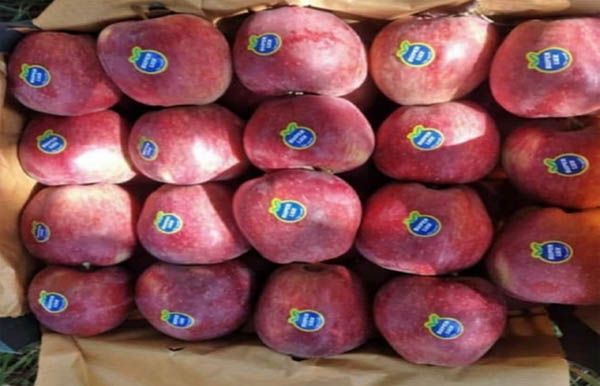 بعد از کیوی: هندی ها به دنبال ممنوعیت واردات سیب از ایران