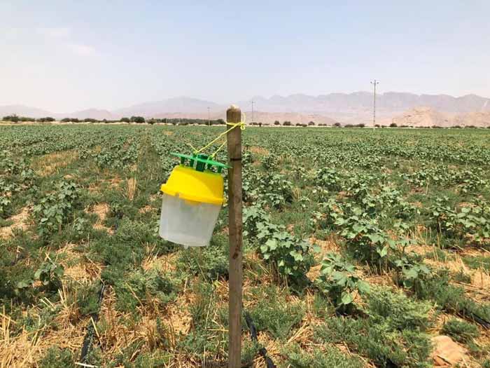 کاهش ۵۰ تنی مصرف سموم کشاورزی در کرمانشاه با استفاده از روش های غیرشیمیایی