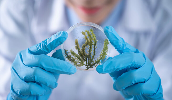 نانوحسگرهایی که به کمک گیاهان آمده اند / تحول علم گیاه پزشکی با فناوری نانو