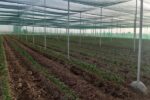 افزایش سطح کشت به روش سایبان در استان قزوین / کشت زیر سایبان ۶۰ هکتار از مزارع گوجه فرنگی