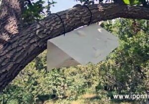 تله گذاری برای ردیابی آفت مگس میوه مدیترانه ای در شهرستان قدس + فیلم