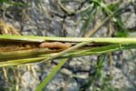 روش‌های مبارزه با آفت کرم ساقه‌خوار برنج