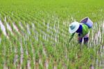 استارتاپ آسیایی به دنبال کاهش تولید گازهای گلخانه‌ای در مزارع کشت برنج