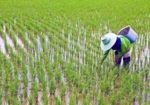 استارتاپ آسیایی به دنبال کاهش تولید گازهای گلخانه‌ای در مزارع کشت برنج