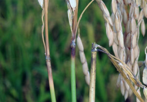 تخریب مزرعه آزمایشی برنج دستکاری شده ژنتیکی مقاوم به بیماری بلاست در ایتالیا