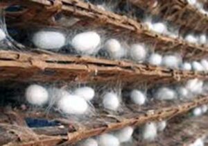 تولید انبوه تخم نوغان متحمل به دمای بالا از سال آینده
