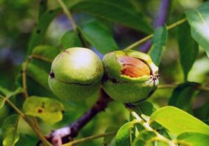 اجرای الگوی کشت تثبیتی در باغ‌ها با وقوع تغییرات اقلیمی