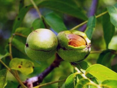 اجرای الگوی کشت تثبیتی در باغها با وقوع تغییرات اقلیمی