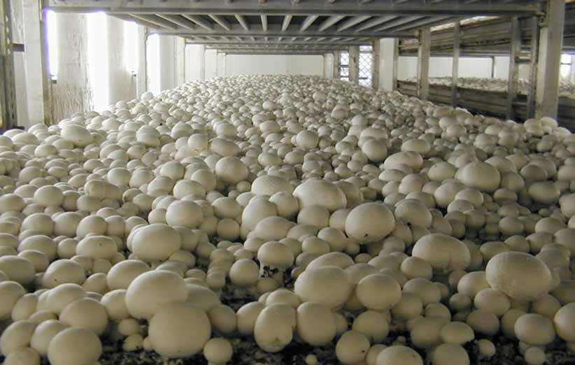 افزایش عرضه قارچ تولیدکنندگان را به ورطه نابودی کشاند
