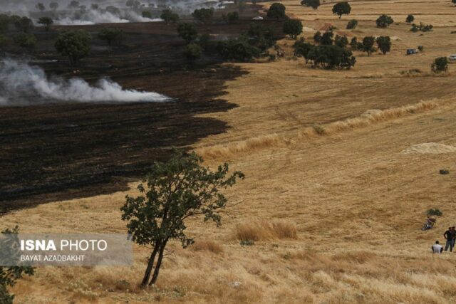 آتش سوزی مزارع کوهدشت