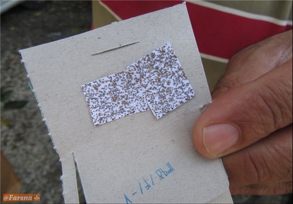 کنترل بیولوژیک با زنبور تریکوگراما در سیمرغ