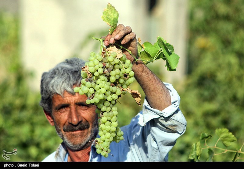 پژوهشکده انگور در خراسان‌ شمالی ایجاد می‌شود