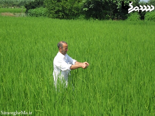 کنترل بیولوژیک با زنبور تریکوگراما در سیمرغ تریکوگراما-سیمرغ