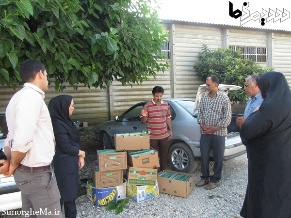 کنترل بیولوژیک با زنبور تریکوگراما در سیمرغ