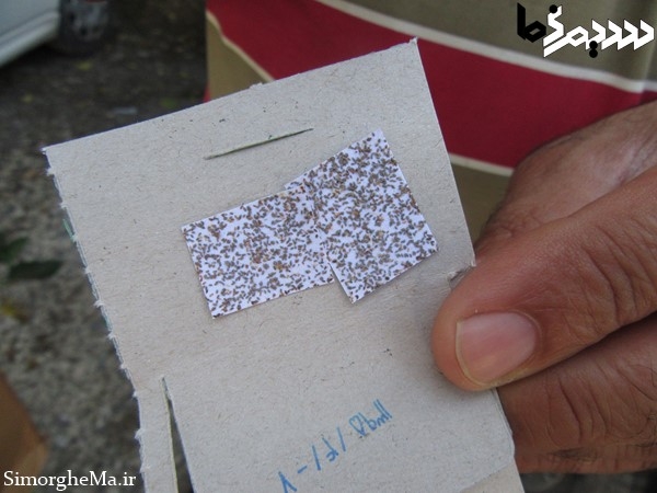 کنترل بیولوژیک با زنبور تریکوگراما در سیمرغ تریکوگراما