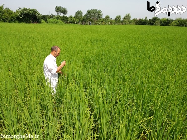 کنترل بیولوژیک با زنبور تریکوگراما در سیمرغ