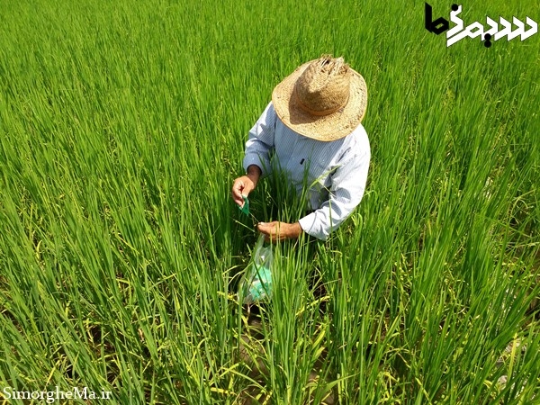 کنترل بیولوژیک با زنبور تریکوگراما در سیمرغ