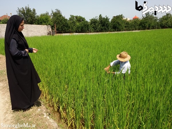 کنترل بیولوژیک با زنبور تریکوگراما در سیمرغ