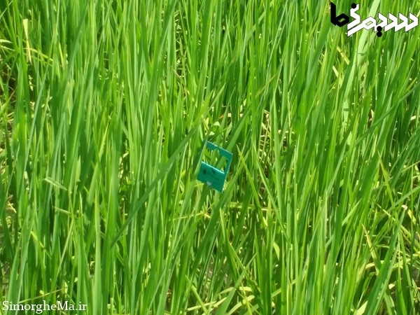 کنترل بیولوژیک با زنبور تریکوگراما در سیمرغ