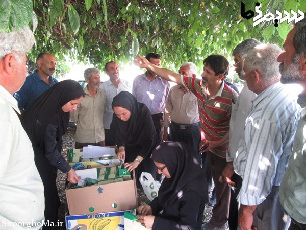 کنترل بیولوژیک با زنبور تریکوگراما در سیمرغ