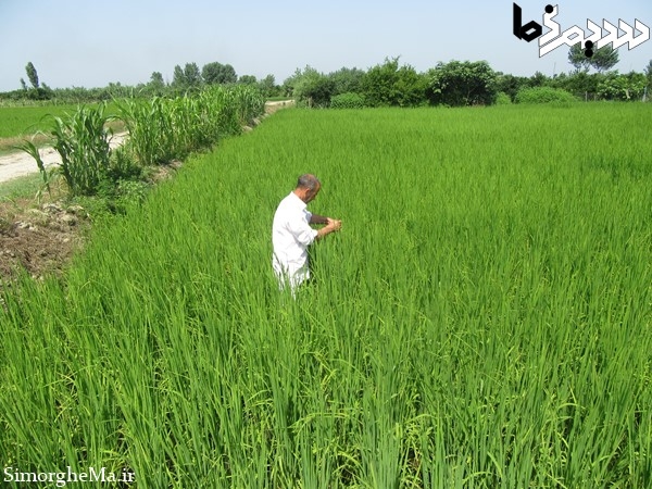 کنترل بیولوژیک با زنبور تریکوگراما در سیمرغ