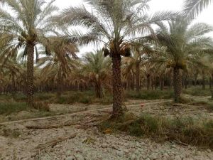 نخل خرما