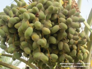 کنه گردآلود خرما