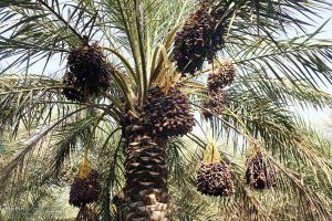 نخل خرما - خشکیدگی خرما