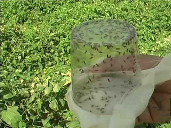 رهاسازی زنبور‌های پارازیتوئید در اراضی کشاورزی خوزستان