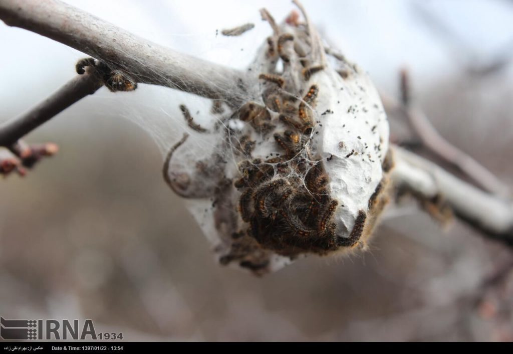 پروانه دم قهوه‌ای