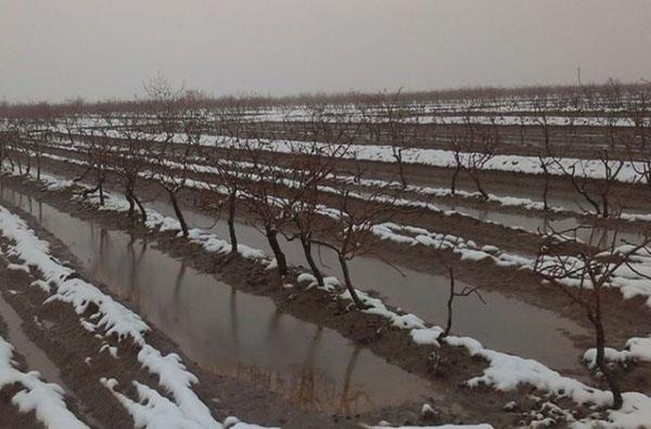 کشاورزان از یخ‌آب زمستانه برای کنترل آفات غافل نشوند