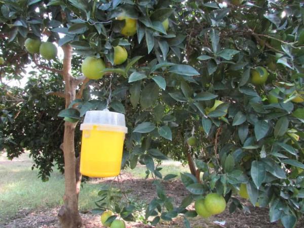 راهکارهای مدیریت مگس میوه در باغات/ میوه های رسیده برداشت شوند