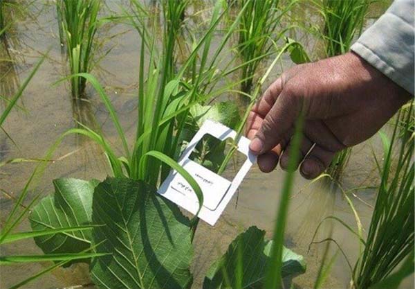 مبارزه بیولوژیک با ساقه خوار برنج در ۲۸۰۰ هکتار شالیزار جویبار