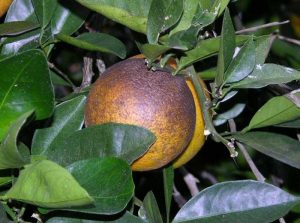 کنه زنگ مرکبات