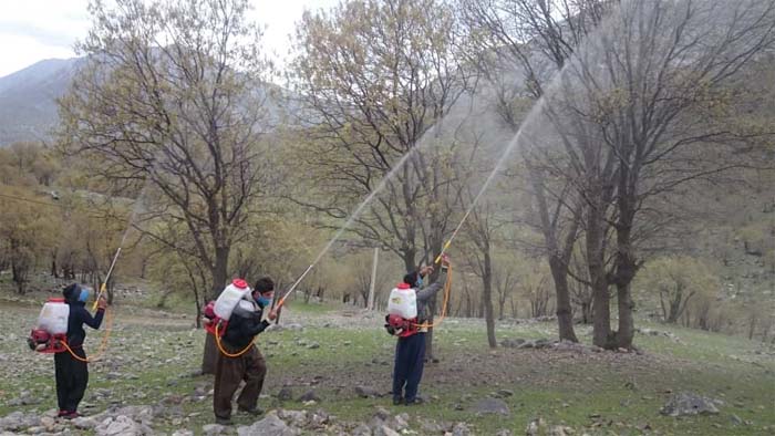 آغاز عملیات محلول پاشی درختان بلوط در روستاهای کهگیلویه + فیلم
