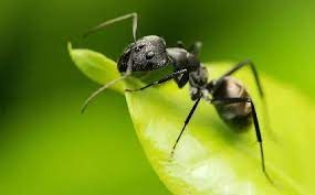 تعداد مورچه های روی کره زمین چقدر است؟!