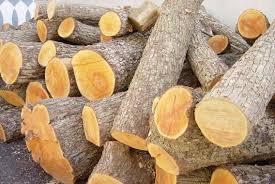 آزادسازی واردات چوب با پوست از روسیه به کشور