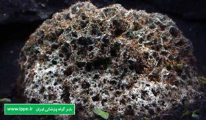 لوکوآگاریکوس (Leucoagaricus)