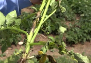 شیوع بیماری سفیدک دروغین سیب زمینی در مزارع اردبیل + فیلم