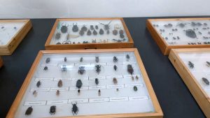 موزه حشرات هایک میرزایانس موسسه تحقیقات گیاهپزشکی کشور