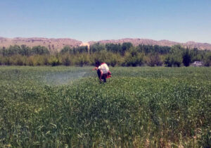 مزارع شهرستان بویراحمد در معرض خطر شیوع زنگ زرد گندم / کشاورزان باید مبارزه شیمیایی انجام دهند + فیلم