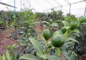 تولید سالانه ۱۰۵ تن لیمو ترش گلخانه ای در ساری