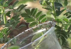 رهاسازی زنبور براکون در مزارع نخود لرستان + فیلم