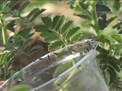 رهاسازی زنبور براکون در مزارع نخود لرستان + فیلم