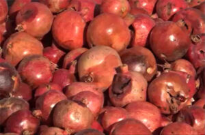 خسارت آفت کرم گلوگاه در باغات انار ساوه